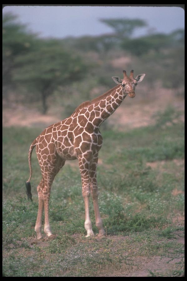 130014 Reticulated Giraffe A4 Photo Print