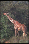 130015 Reticulated Giraffe Browsing A4 Photo Print