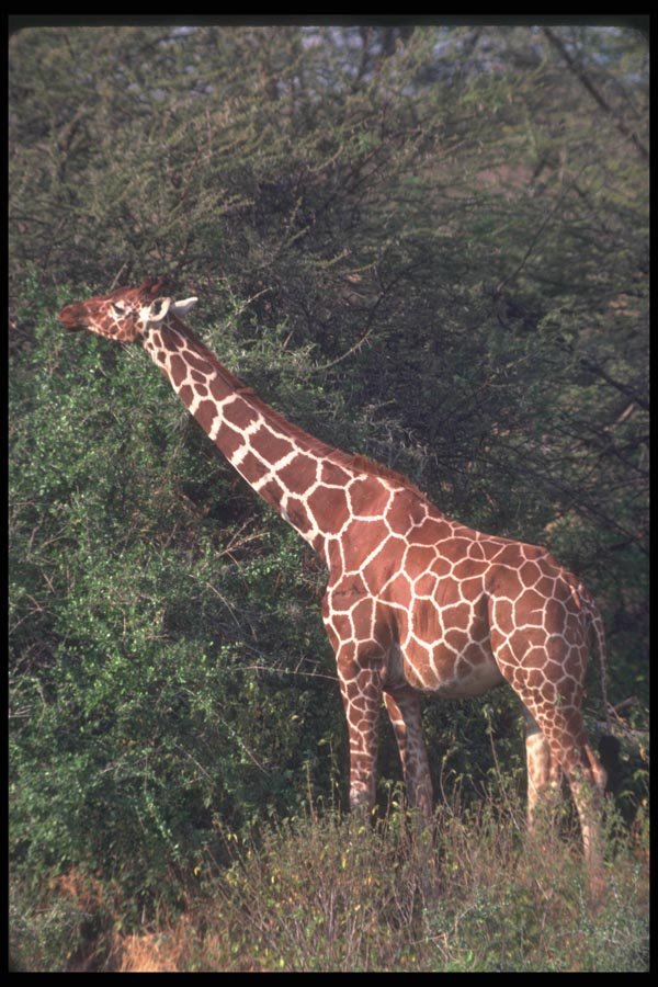 130015 Reticulated Giraffe Browsing A4 Photo Print