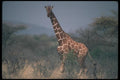 130016 Reticulated Giraffe A4 Photo Print