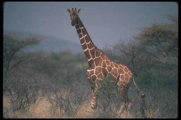 130016 Reticulated Giraffe A4 Photo Print