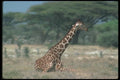 130017 Reticulated Giraffe Lying Down A4 Photo Print