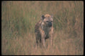 130018 Spotted Hyaena A4 Photo Print