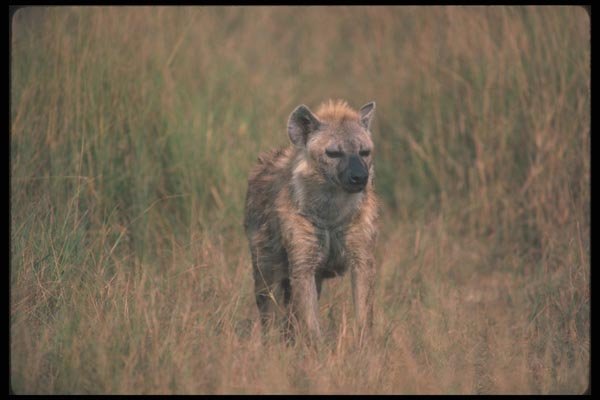 130018 Spotted Hyaena A4 Photo Print