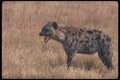 130019 Spotted Hyaena A4 Photo Print