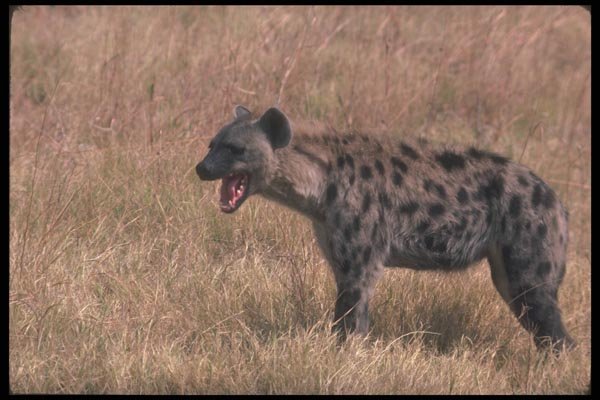 130019 Spotted Hyaena A4 Photo Print