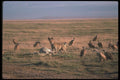 130020 Spotted Hyaena On Zebra Kill, With Vultures A4 Photo Print