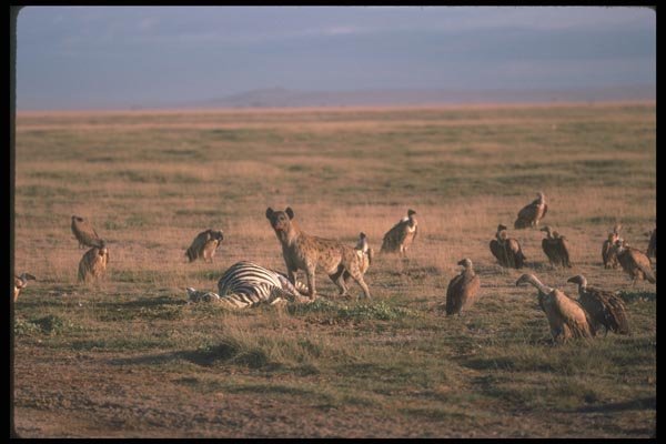 130020 Spotted Hyaena On Zebra Kill, With Vultures A4 Photo Print