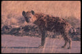130021 Spotted Hyaena A4 Photo Print