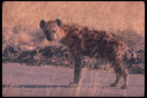 130021 Spotted Hyaena A4 Photo Print