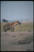 130022 Spotted Hyaena A4 Photo Print