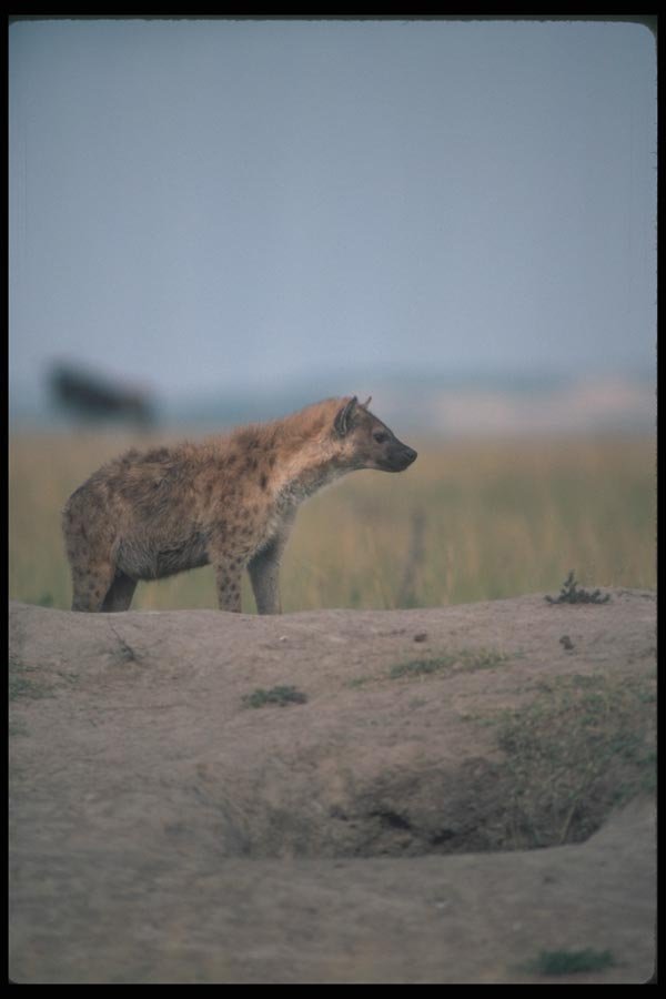 130022 Spotted Hyaena A4 Photo Print
