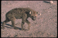 130023 Spotted Hyaena Young Cub Near Den A4 Photo Print