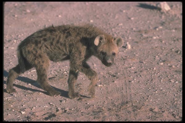 130023 Spotted Hyaena Young Cub Near Den A4 Photo Print