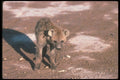 130024 Spotted Hyaena Young Cub Near Den A4 Photo Print