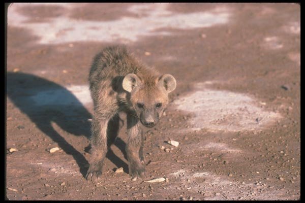 130024 Spotted Hyaena Young Cub Near Den A4 Photo Print