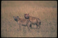 130025 Spotted Hyaenas A4 Photo Print