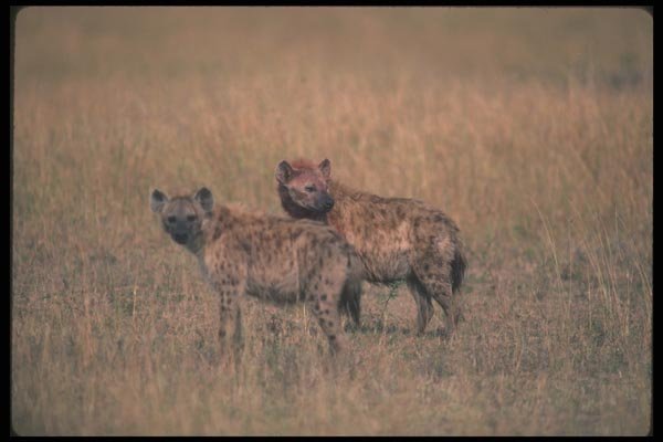 130025 Spotted Hyaenas A4 Photo Print