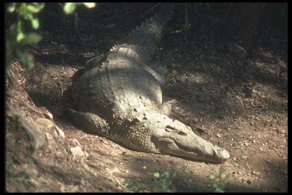 130026 Nile Crocodile Basking A4 Photo Print