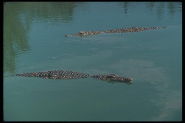 130027 Nile Crocodiles A4 Photo Print