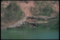 130028 Nile Crocodiles A4 Photo Print
