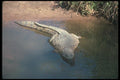130029 Nile Crocodile A4 Photo Print