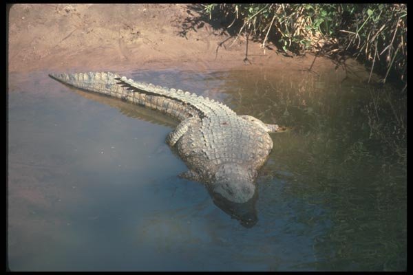 130029 Nile Crocodile A4 Photo Print