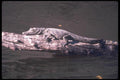 130030 Nile Crocodile A4 Photo Print
