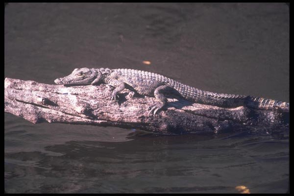 130030 Nile Crocodile A4 Photo Print