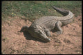 130031 Nile Crocodile A4 Photo Print