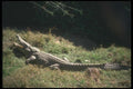 130032 Nile Crocodile Basking A4 Photo Print