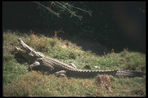 130032 Nile Crocodile Basking A4 Photo Print