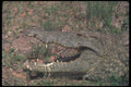 130033 Nile Crocodile A4 Photo Print