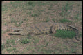 130034 Nile Crocodile A4 Photo Print