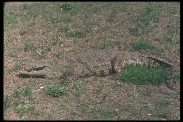 130034 Nile Crocodile A4 Photo Print