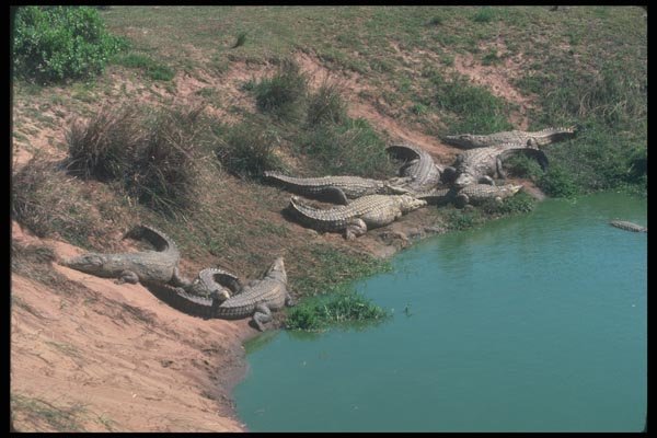 130035 Nile Crocodiles A4 Photo Print