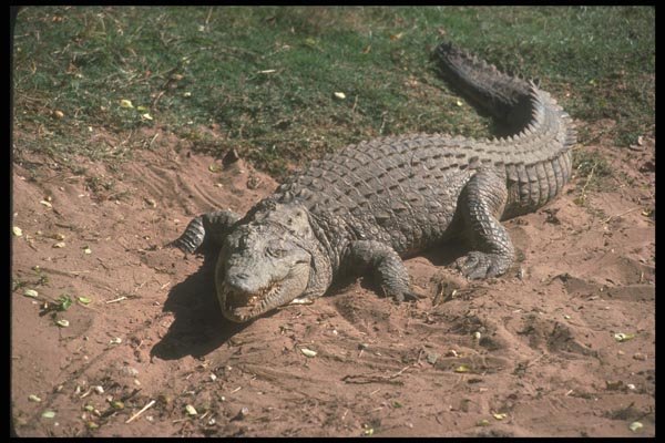 130036 Nile Crocodile A4 Photo Print
