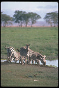 130037 Burchell's Grant's Zebras Herd Drinking A4 Photo Print