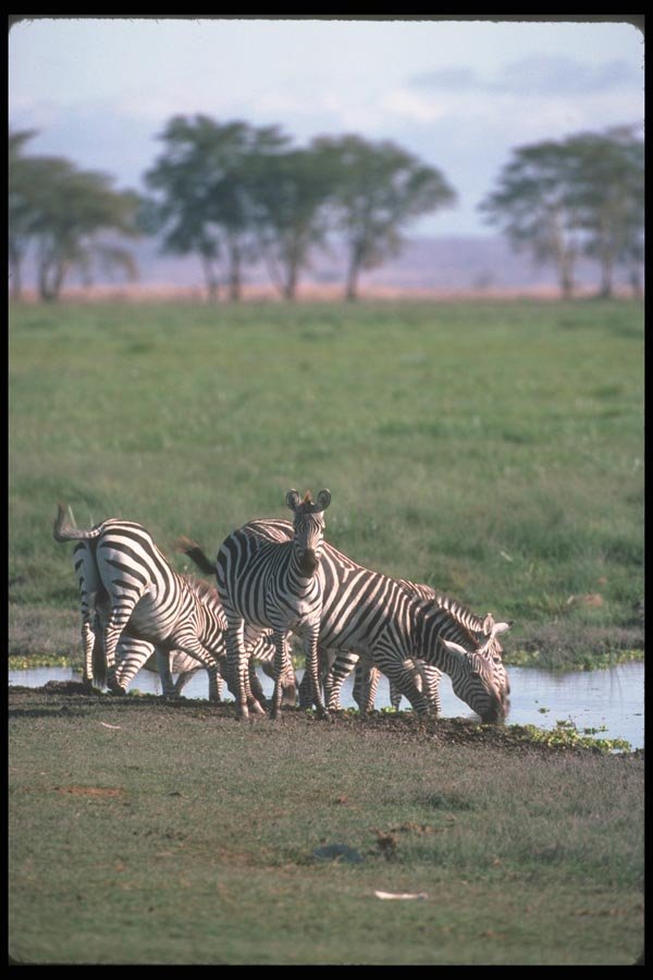 130037 Burchell's Grant's Zebras Herd Drinking A4 Photo Print