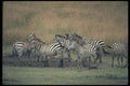 130038 Grant's Zebra Herd A4 Photo Print