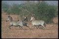 130039 Burchell's Zebra Small Herd Running A4 Photo Print