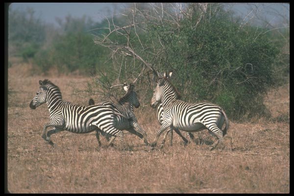 130039 Burchell's Zebra Small Herd Running A4 Photo Print