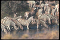130040 Burchell's Chapman's Zebra A4 Photo Print