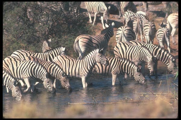 130040 Burchell's Chapman's Zebra A4 Photo Print