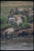 130041 Grant's Zebra Drinking A4 Photo Print