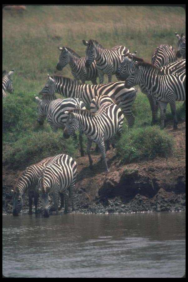 130041 Grant's Zebra Drinking A4 Photo Print