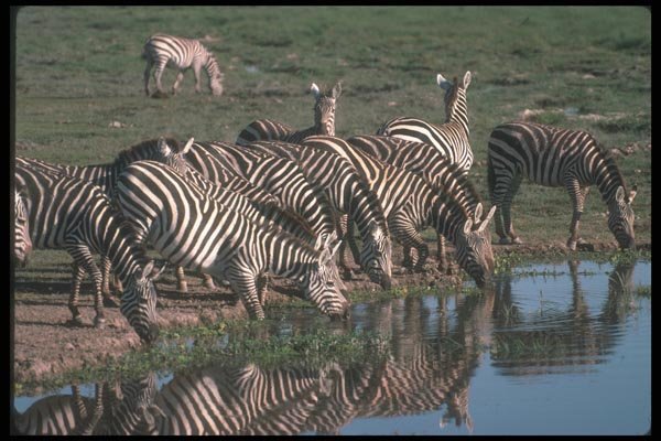 130042 Burchell's Grant's Zebras Herd Drinking A4 Photo Print