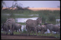 130043 Grant's Zebra At Water A4 Photo Print
