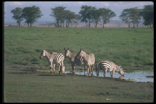 130044 Burchell's Grant's Zebras Herd Drinking A4 Photo Print