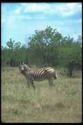 130045 Burchell's Zebra A4 Photo Print